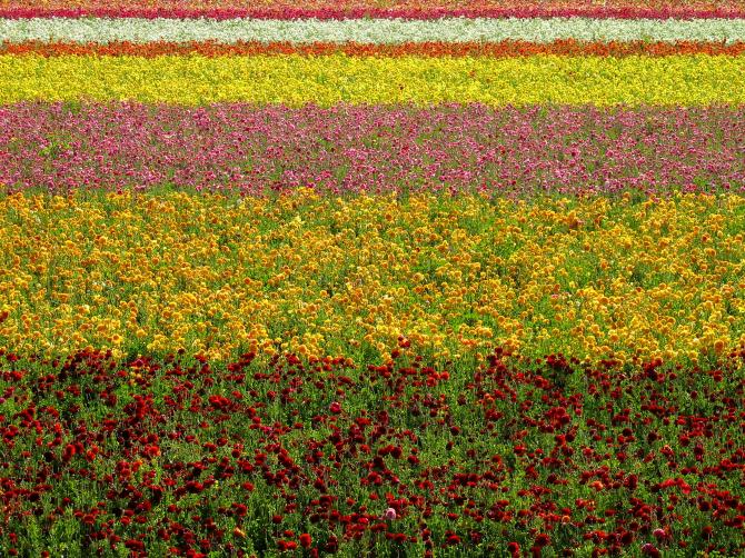 The Flowers
