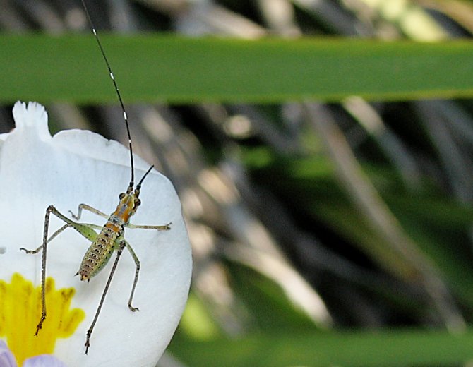 Unknown Type of Insect found at Palomar College