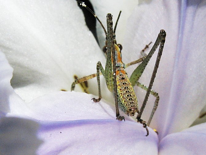 Unknown Type of Insect found at Palomar College