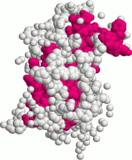 Somatotropine aka. Human Growth Hormone