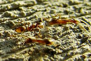 Swift brown ants scurry along their trail.